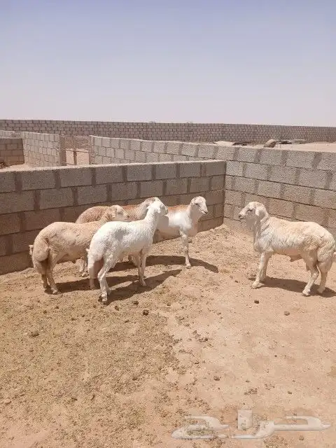 خرفان - جذعان - رفيدي مقفله شحم 4