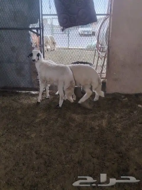 طليان وتيوس ذبايح بريه طيبه 3