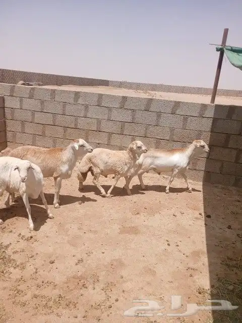 خرفان - جذعان - رفيدي مقفله شحم 1