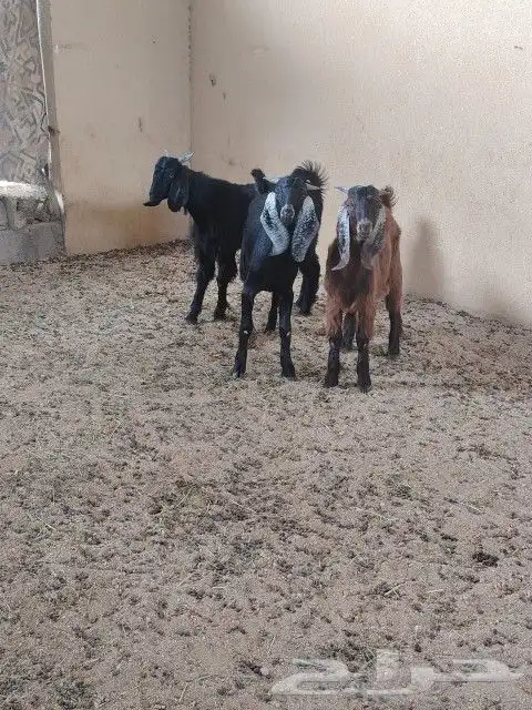 طليان وتيوس ذبايح بريه طيبه 5
