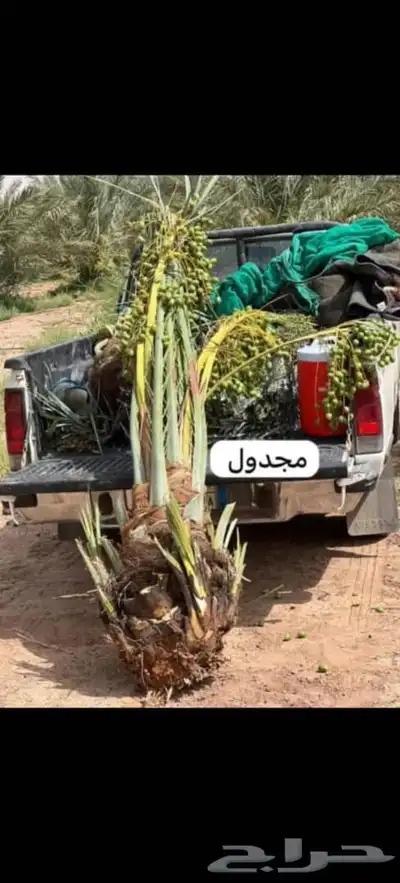 توريد جميع انواع النخل وتكريب جميع انواع النخل 8