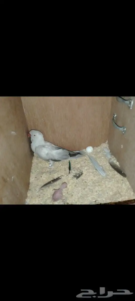 زوج دره هولندي معاه فرخ (تم البيع) 0