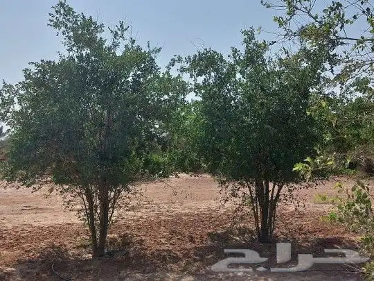 السلام عليكم ورحمة الله وبركاته يوجدلدينانخل عربي ووشنطني جم 9