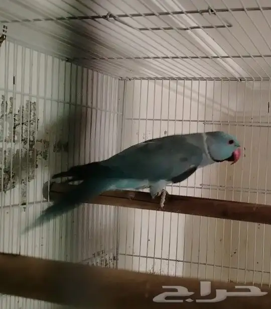 زوج دره هولندي معاه فرخ (تم البيع) 2