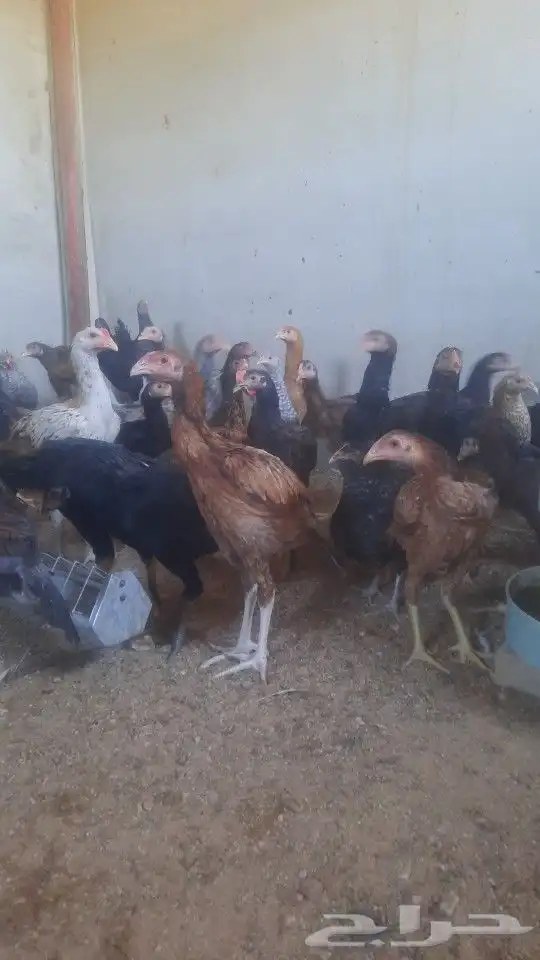 ديوك دجاج باكستاني فواخر 1