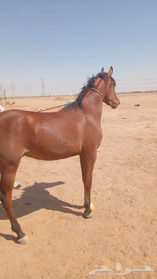 خيل حصان شعبي 4
