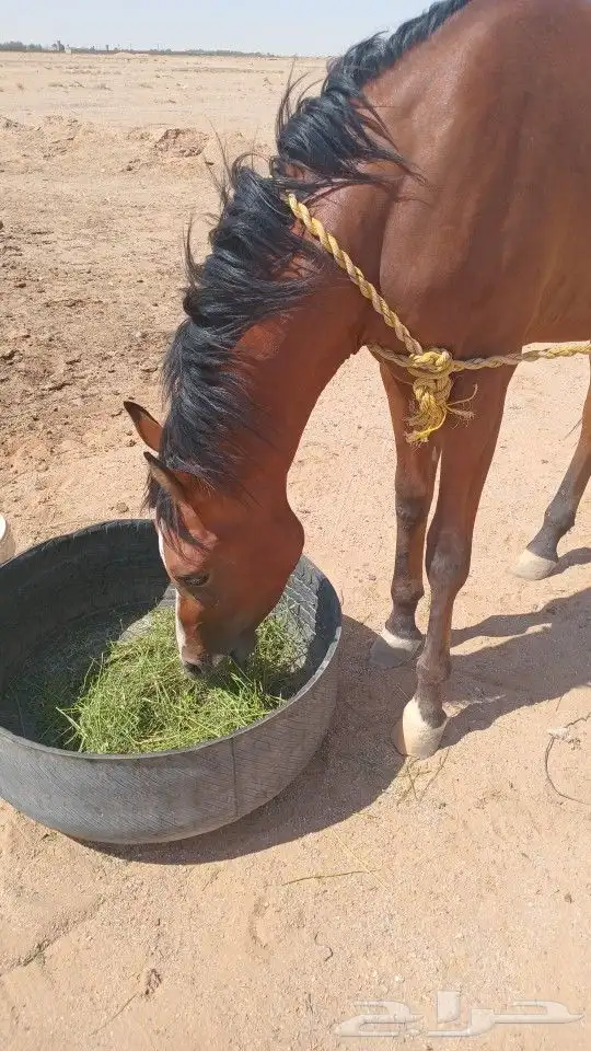 خيل حصان شعبي 0