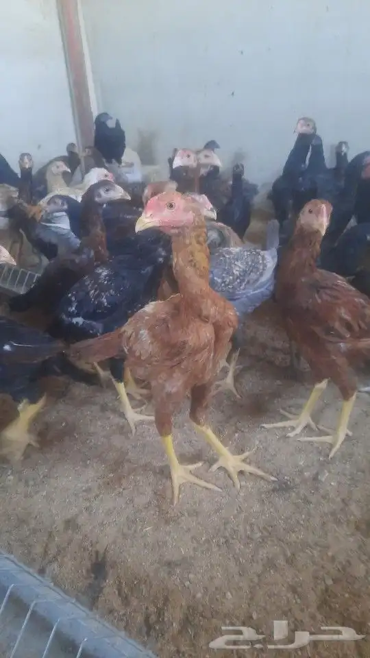 ديوك دجاج باكستاني فواخر 0
