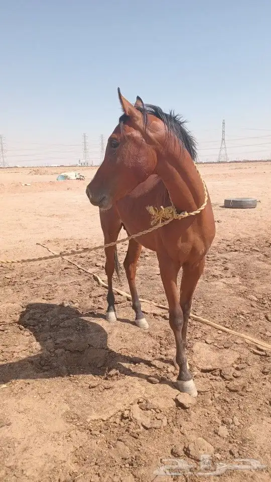 خيل حصان شعبي 3