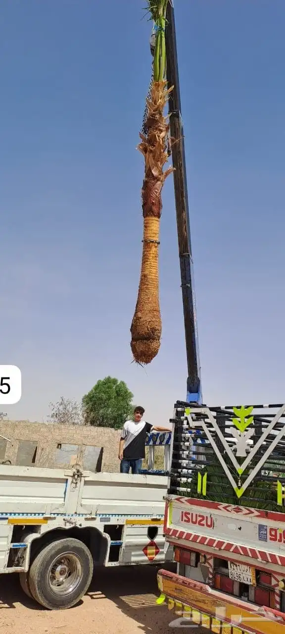 السلام عليكم ورحمة الله وبركاته يوجدلدينانخل عربي ووشنطني جم 0