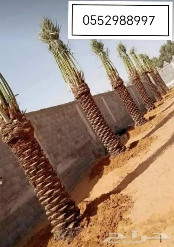 نخل للبيع طيب مثمر وزينه 4