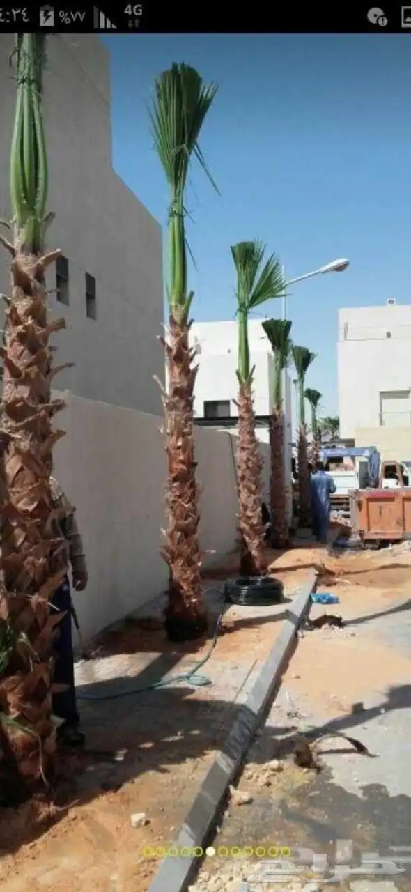 شبوك ونخل وأشجار سعرمناسب 7