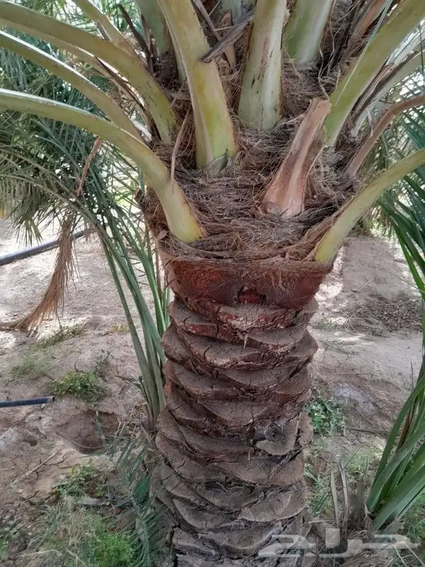 جميع انواع النخيل 0