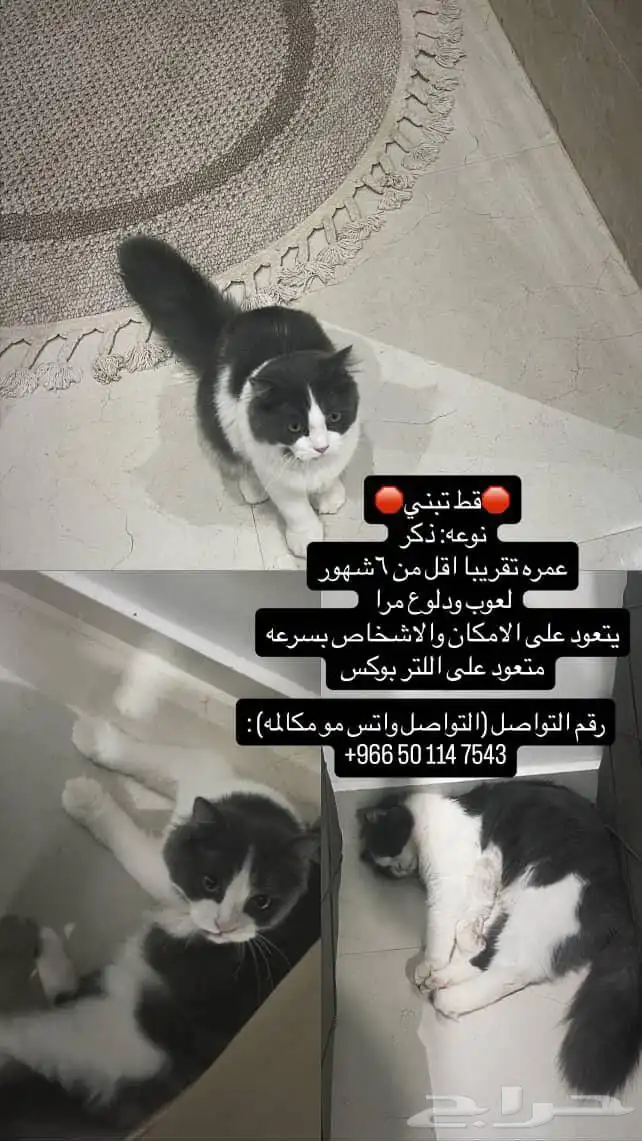 قطط للتبني السريييععع 0