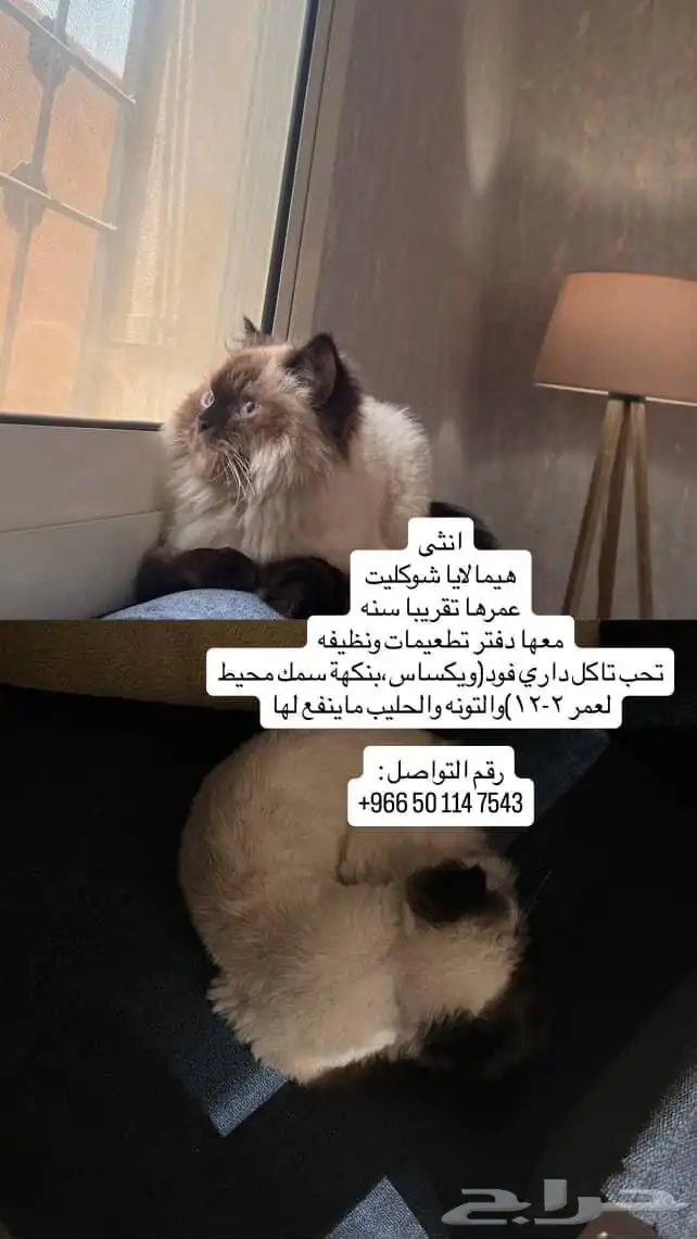 قطط للتبني السريييععع 1
