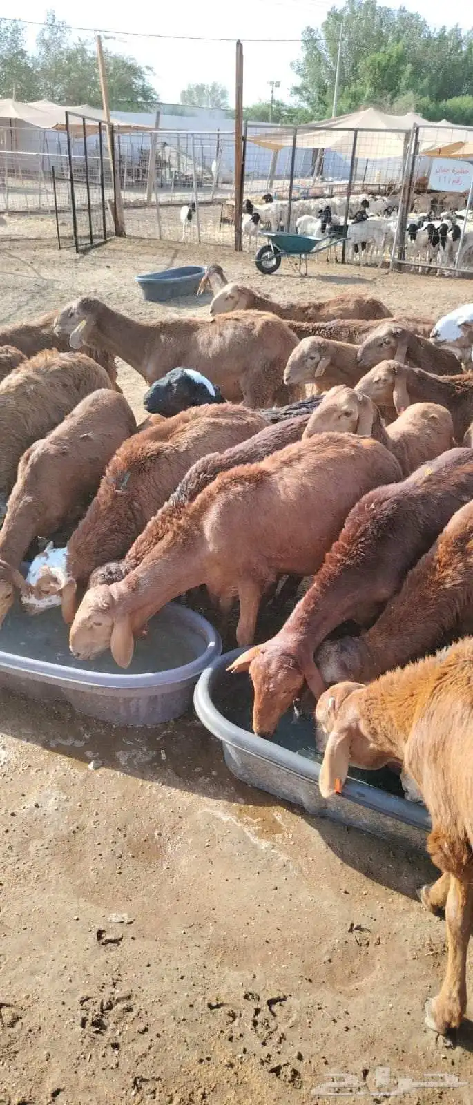 سواكن حمري جذعان تربية شهرين ونصف 3