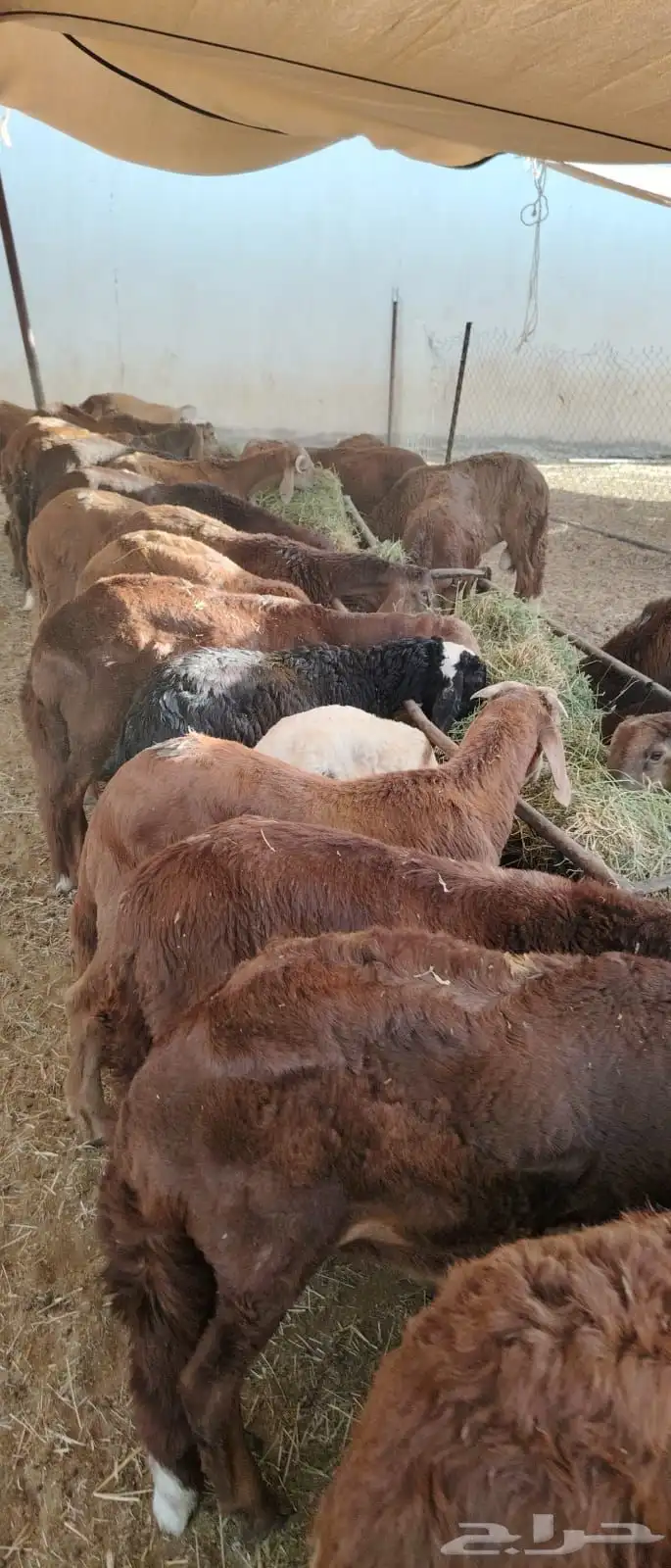 سواكن حمري جذعان تربية شهرين ونصف 4