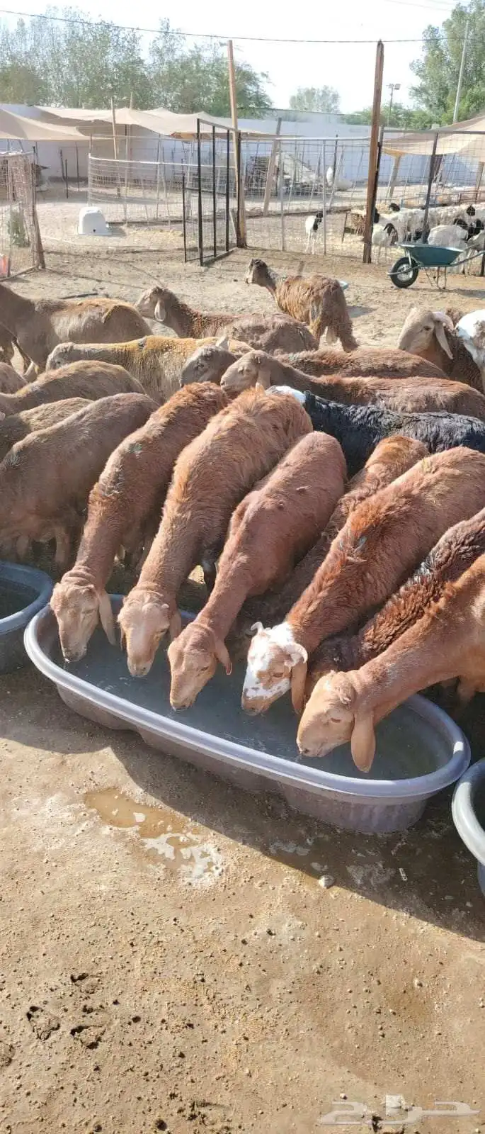 سواكن حمري جذعان تربية شهرين ونصف 5