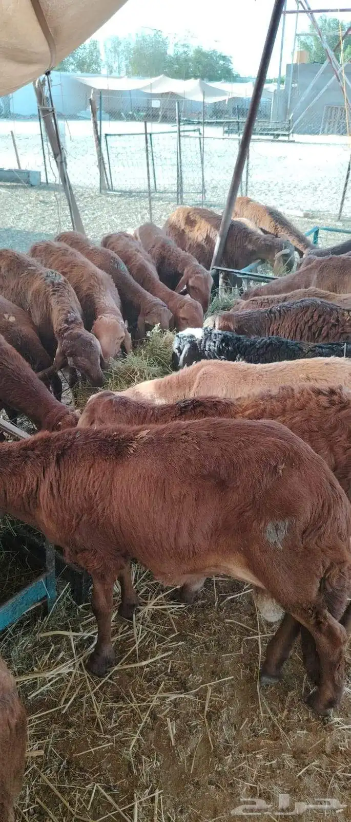 سواكن حمري جذعان تربية شهرين ونصف 0