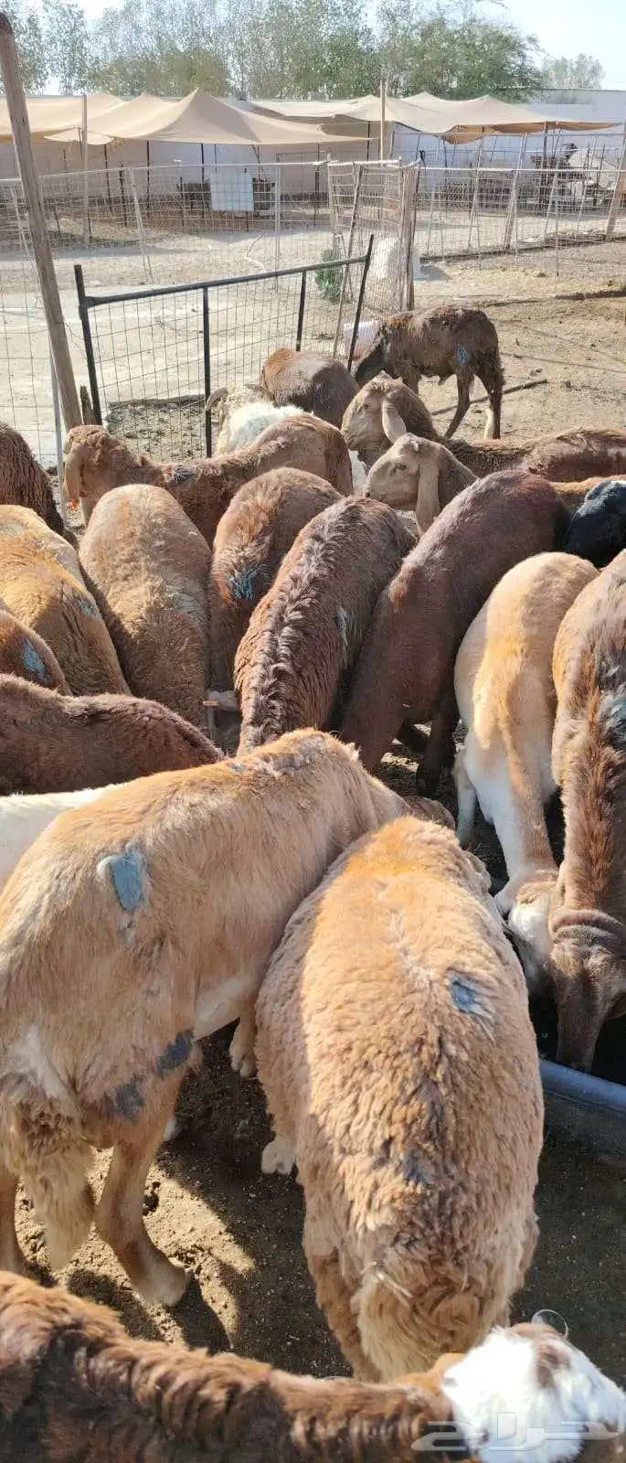 سواكن حمري جذعان تربية شهرين ونصف 2