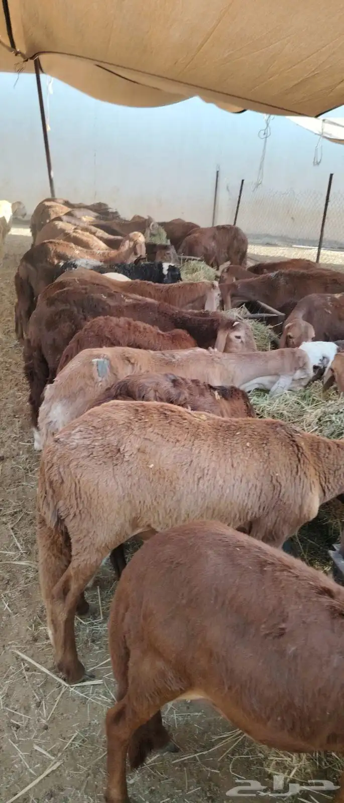 سواكن حمري جذعان تربية شهرين ونصف 1