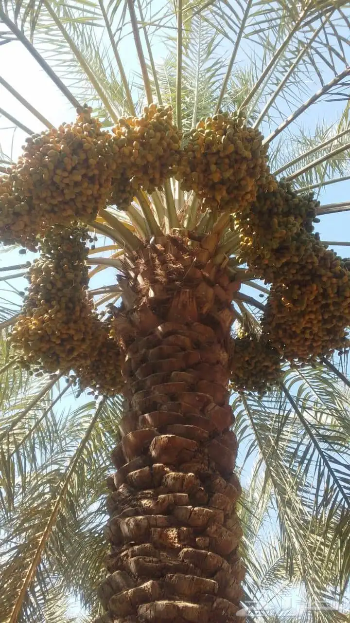 نعمل في هلول اسكري وخراف جميع انواع النخيل 0