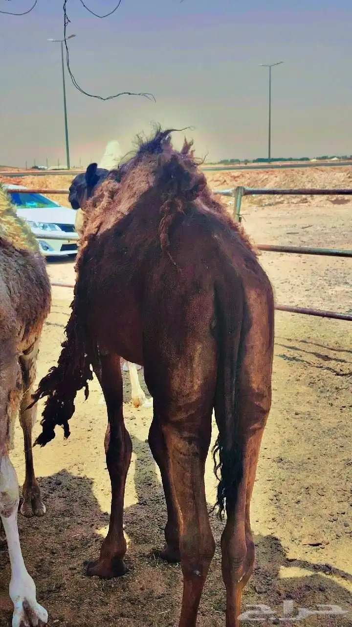 للبيع قعدان مفاريد الخرج 1