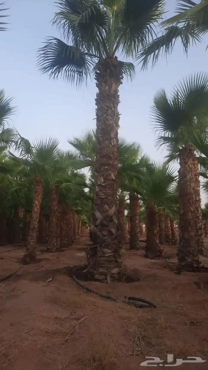نخل وشبوك 6