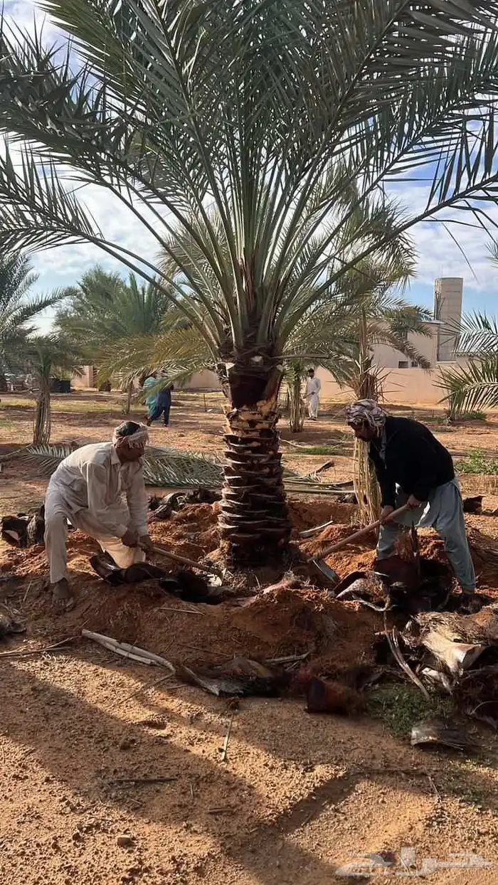 يوجد لدينا جميع انواع النخيل نقايل وجثائث وفروخ 2