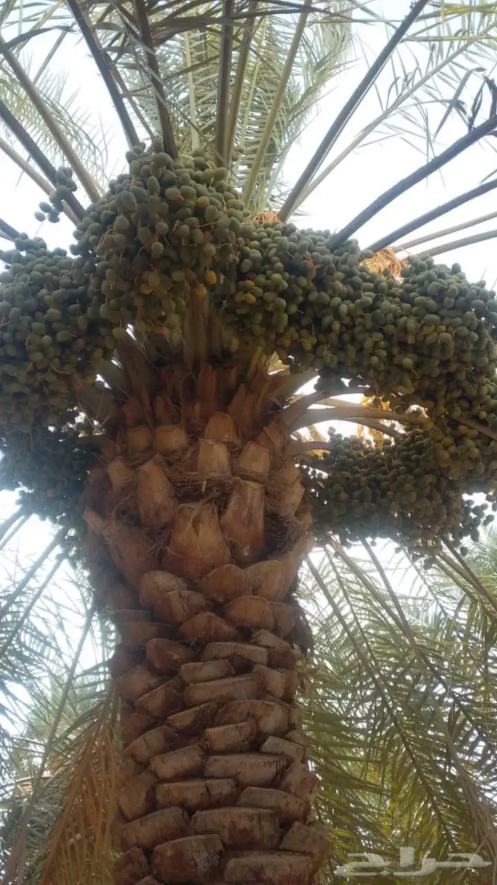 نعمل في هلول اسكري وخراف جميع انواع النخيل 1