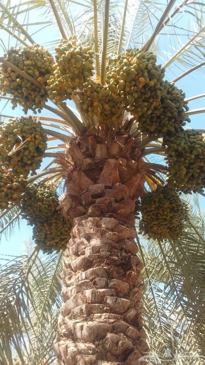 نعمل في هلول اسكري وخراف جميع انواع النخيل 2