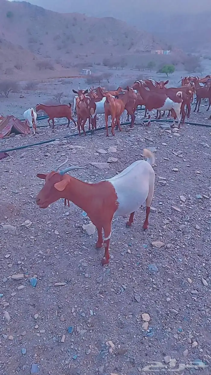 البيع غنم 0