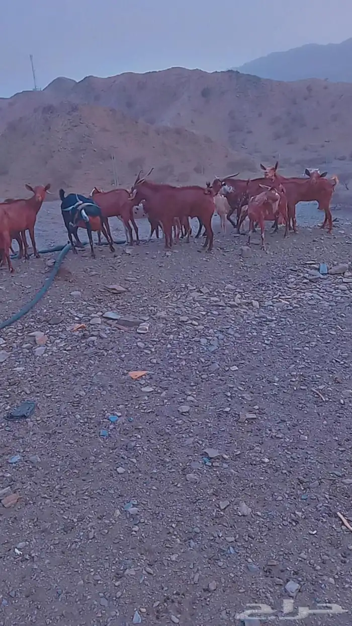 البيع غنم 2