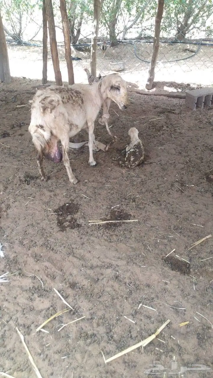 نعجه سديد توها ولاده معها فرير 0