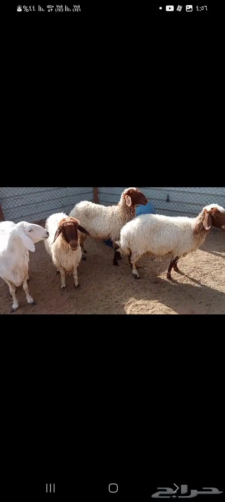 شوهات دفيع شرط 3 نعيم وحريه 0
