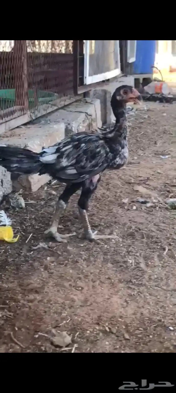للبيع ديك سندي 1