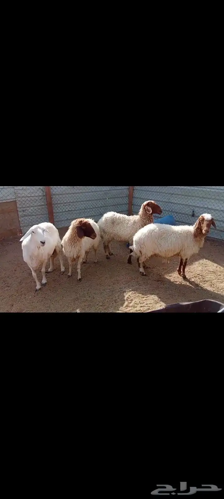 شوهات دفيع شرط 3 نعيم وحريه 2