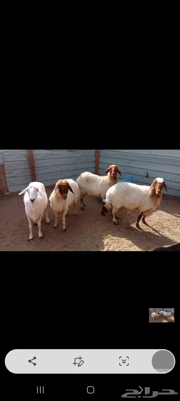 شوهات دفيع شرط 3 نعيم وحريه 1
