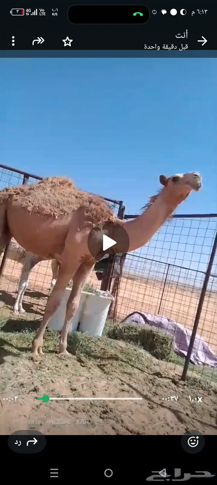 قعود طيب حال وصحته طيبه عمره سنه وشهرين تقريبا 2