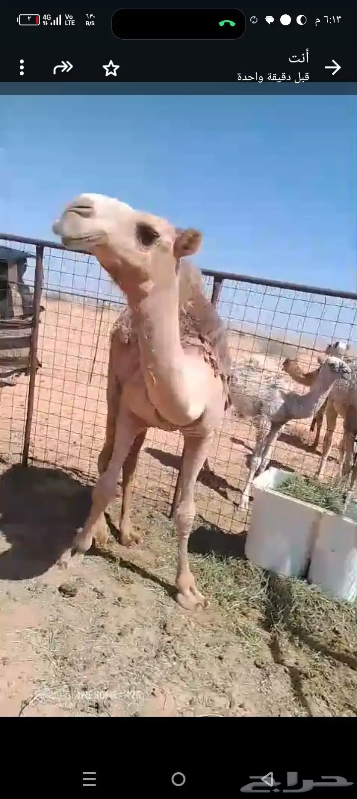 قعود طيب حال وصحته طيبه عمره سنه وشهرين تقريبا 3