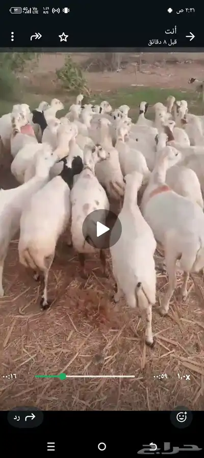 ضان بلدي رفيدي 1