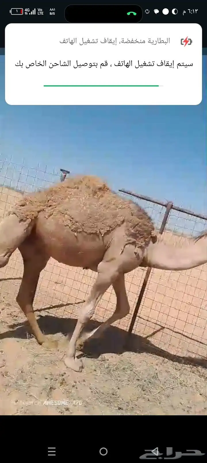 قعود طيب حال وصحته طيبه عمره سنه وشهرين تقريبا 1