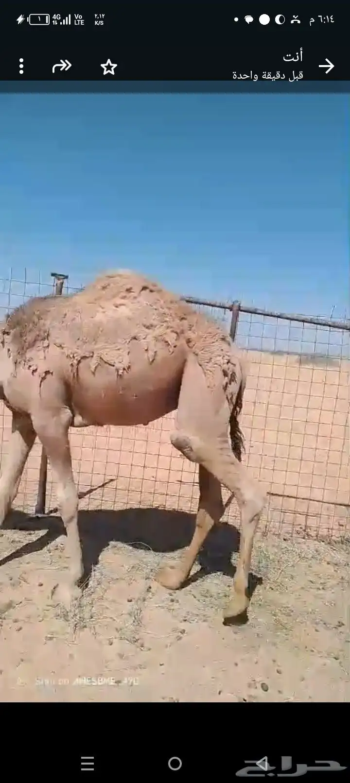 قعود طيب حال وصحته طيبه عمره سنه وشهرين تقريبا 0
