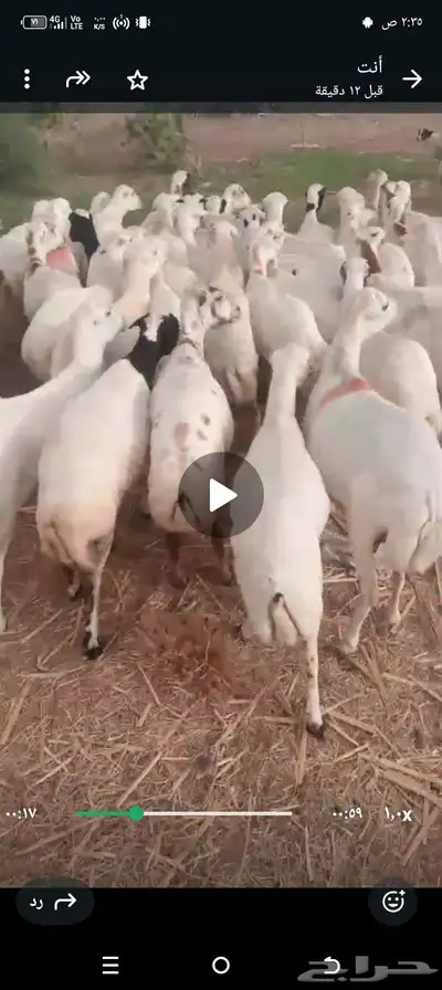 ضان بلدي رفيدي 0