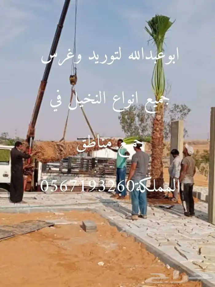 توريدوتركيب الشبوك 7