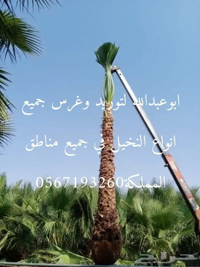 توريدوتركيب الشبوك 4