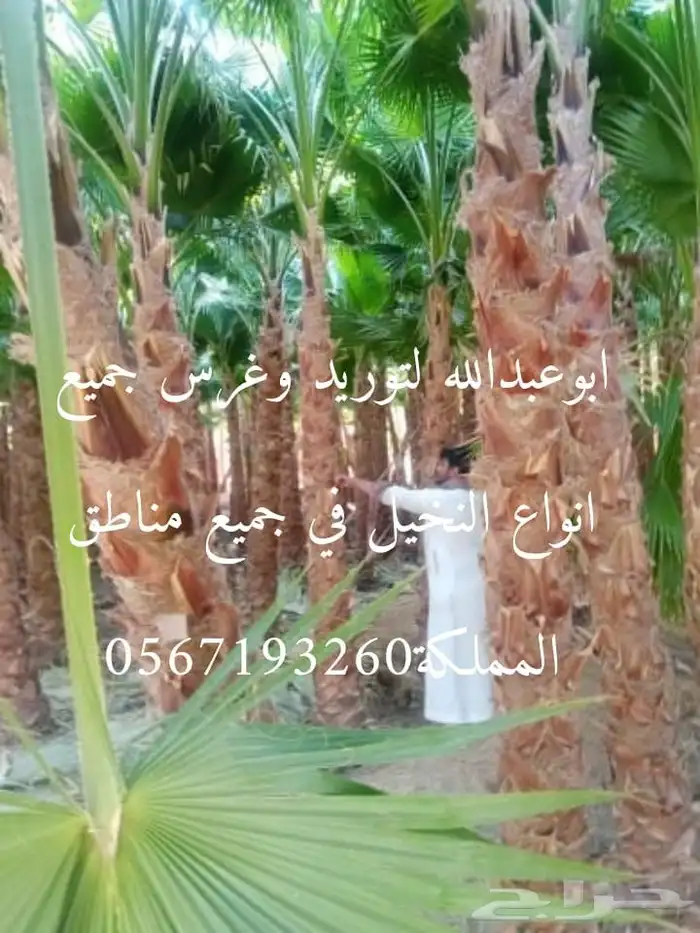 توريدوتركيب الشبوك 5