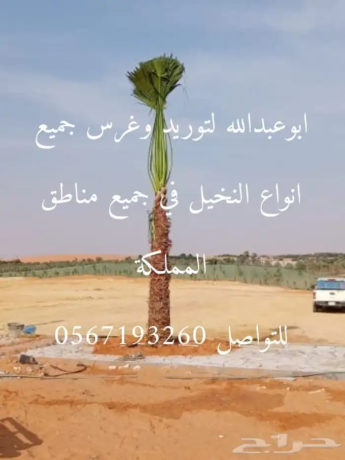 توريدوتركيب الشبوك 6