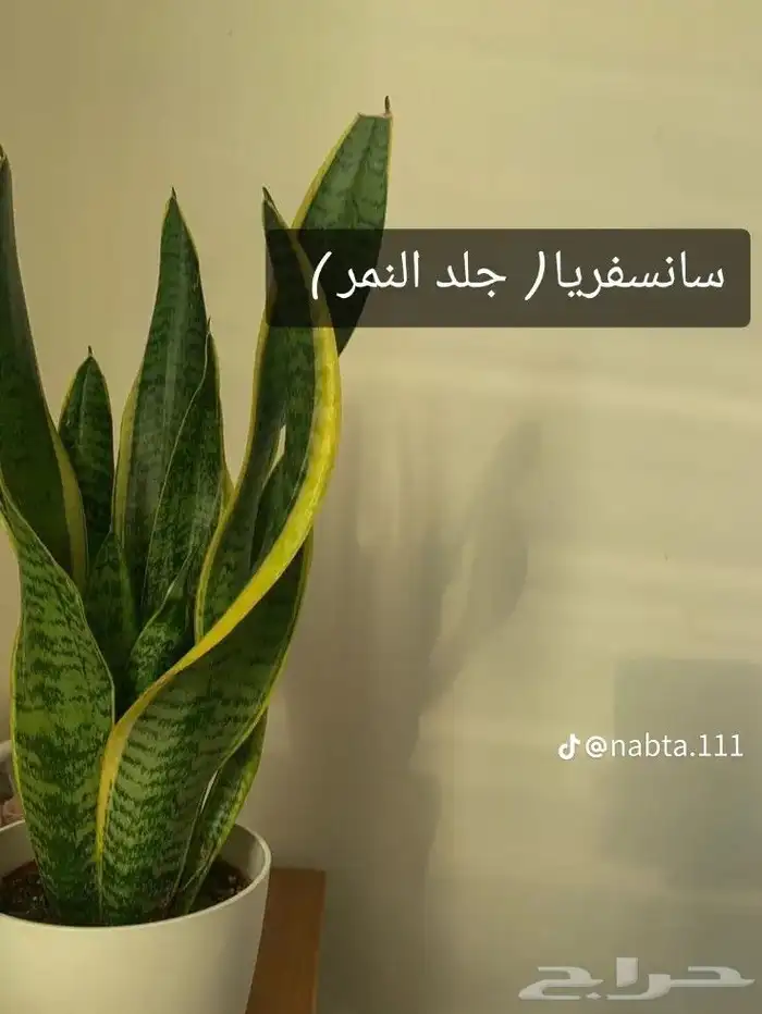 مشتل - تنسيق حدائق  -اعمال لاند سكيب 9