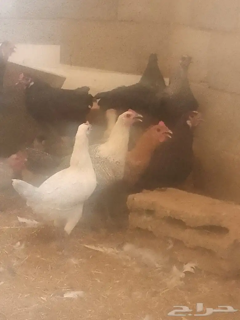 وز عراقي بيور ودجاج بلدي بياض 1